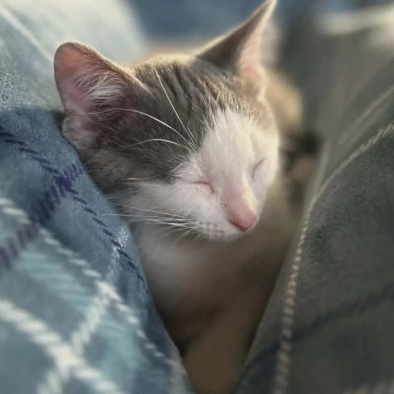 A baby medium-sized male Gray / Blue / Silver Domestic Short Hair cat named Hunt for adoption in Watertown, WI
