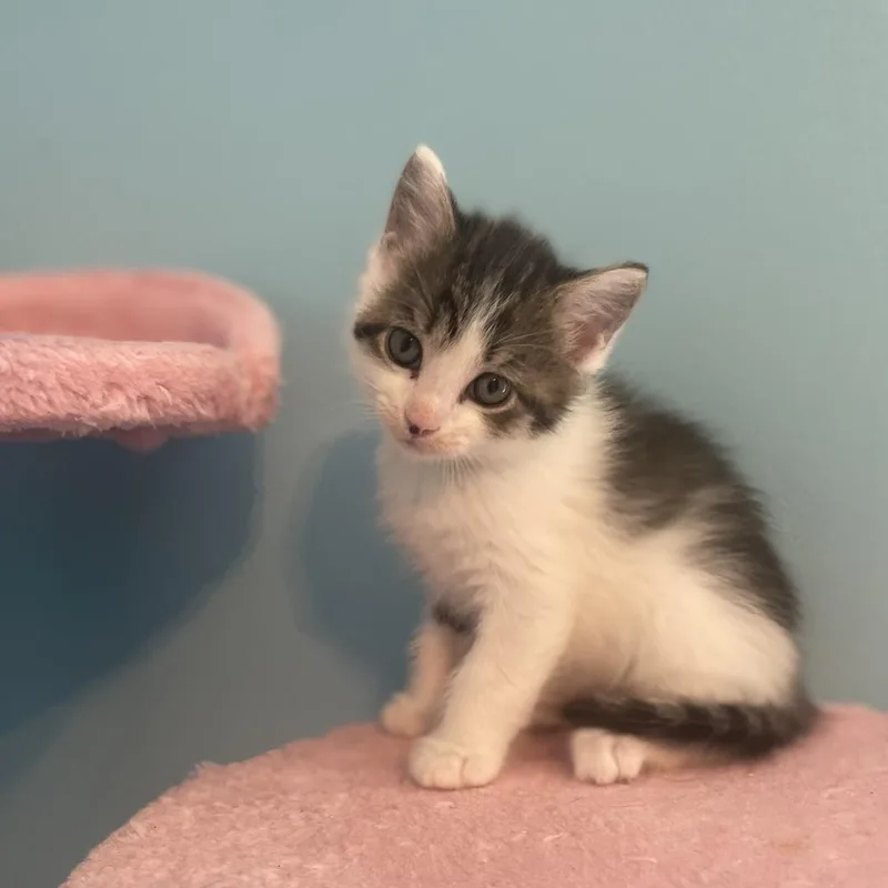 A baby small-sized male Brown / Chocolate Domestic Short Hair cat named Checkers for adoption in Fairfax Station, VA