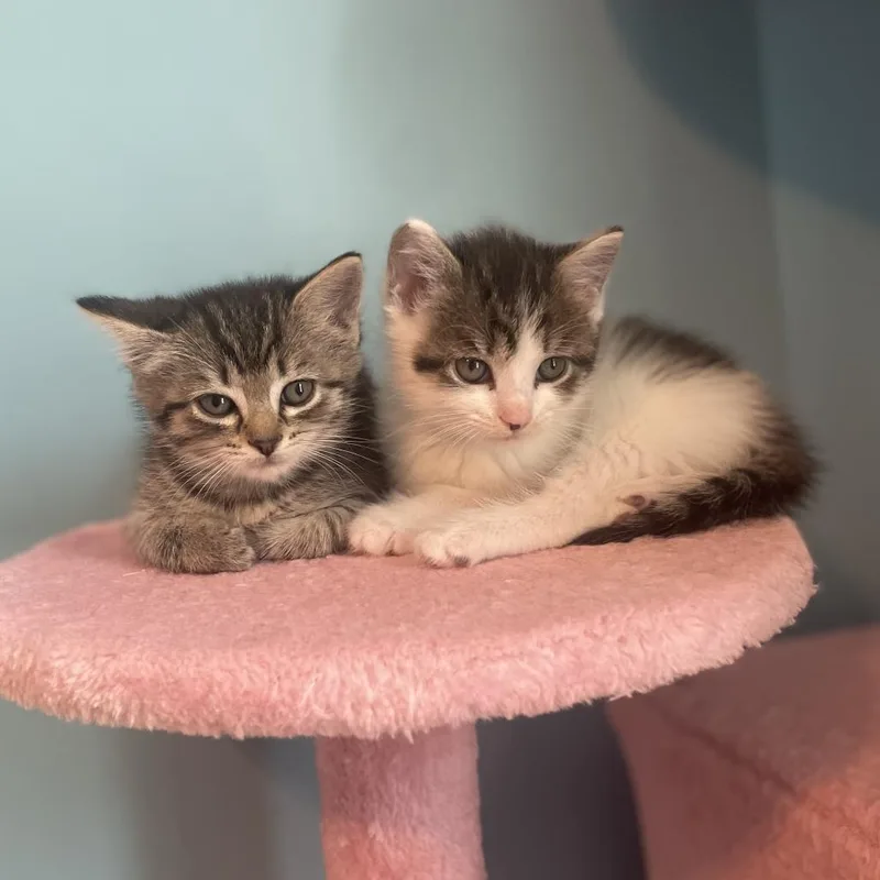 Checkers thumbnail 3