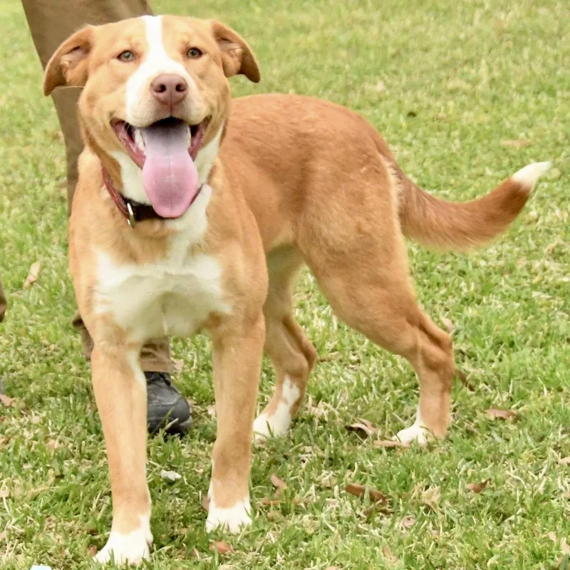 A young medium-sized female Red / Chestnut / Orange Labrador Retriever dog named Rita for adoption in Natchez, MS
