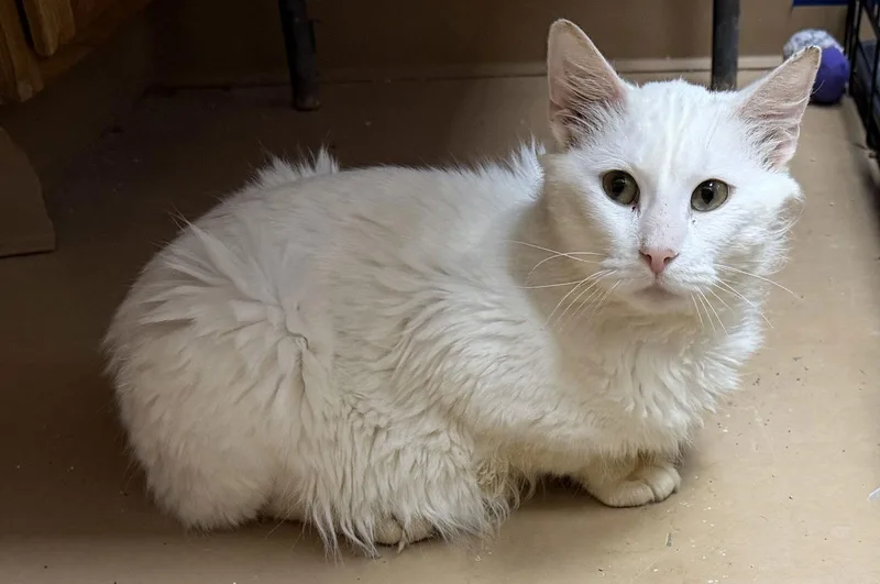 Snowball thumbnail 2