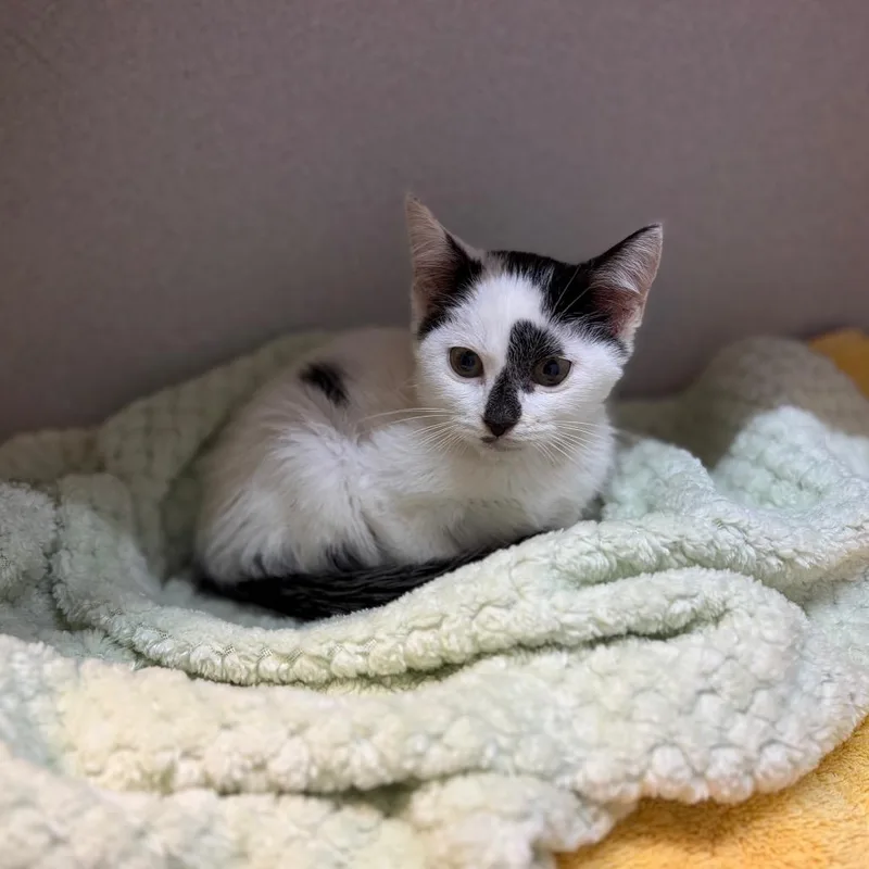 A baby small-sized female Domestic Short Hair cat named Fava for adoption in Pittsburgh, PA