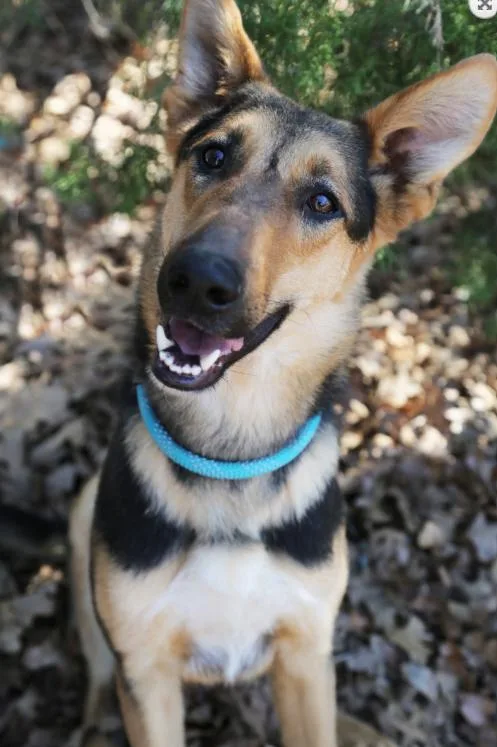 A young large-sized male Tricolor (Brown, Black, & White) German Shepherd Dog dog named Feliz for adoption in Spring, TX