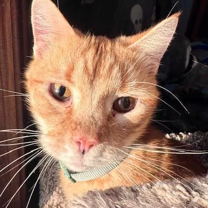 An adult medium-sized male Orange / Red Domestic Short Hair cat named Kevin for adoption in Green Bay, WI