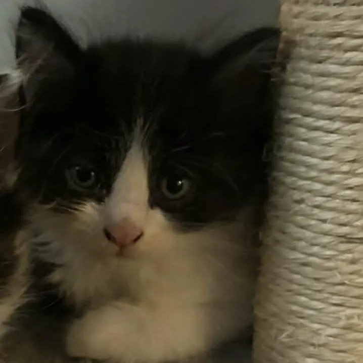 A baby small-sized male Black Domestic Long Hair cat named Salt for adoption in Layton, UT