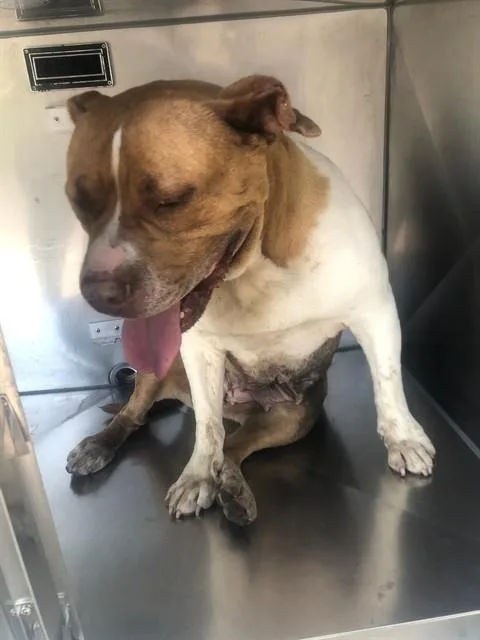 An adult large-sized female Mixed Breed dog named Bella for adoption in Dallas, TX