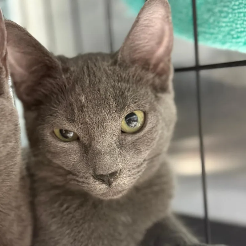 A baby small-sized female Gray / Blue / Silver Domestic Short Hair cat named Diamond for adoption in Casa Grande, AZ