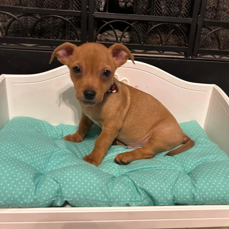 A baby small-sized male Yellow / Tan / Blond / Fawn Chihuahua dog named Jupiter for adoption in Fort Worth, TX