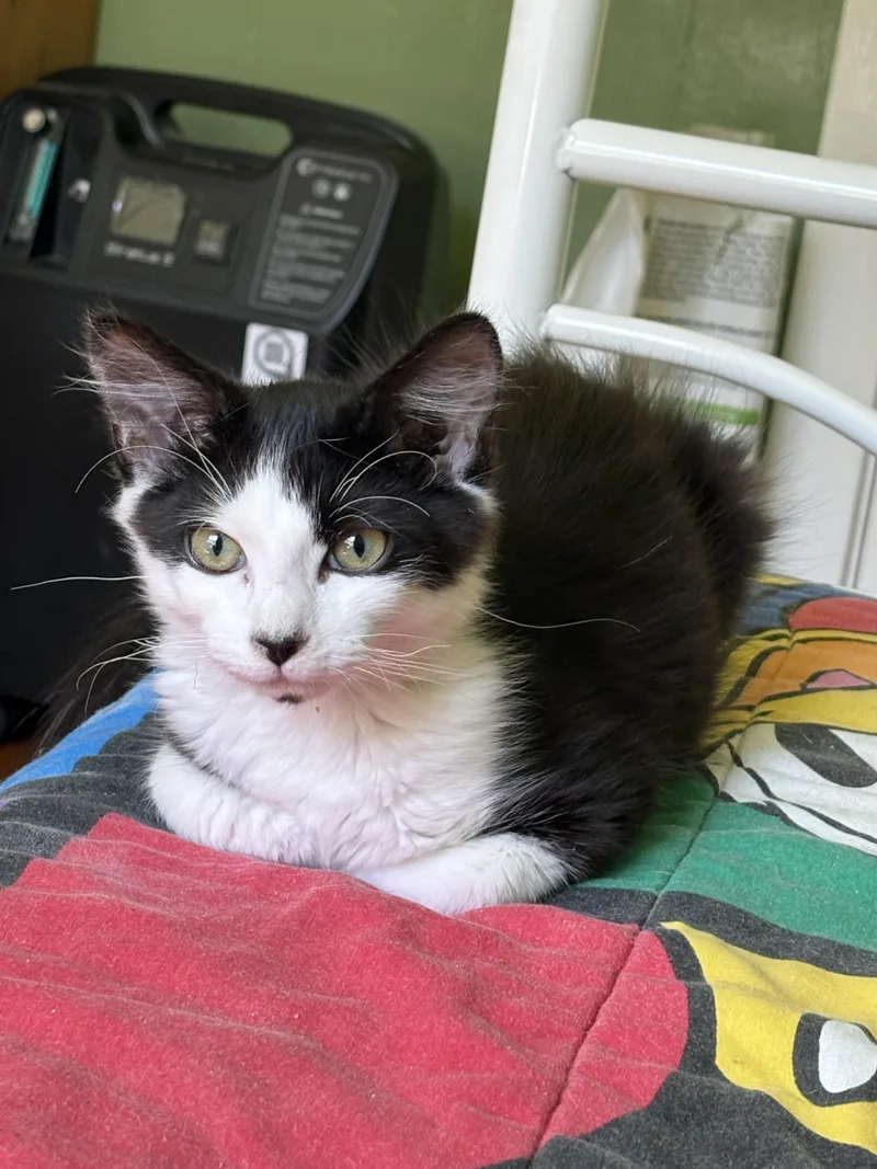 A baby small-sized male Domestic Short Hair cat named Yamaha for adoption in San Jose, CA