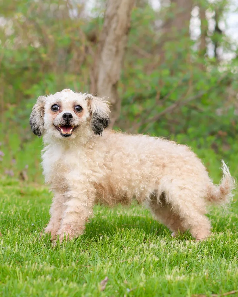 A young small-sized female White / Cream Standard Poodle dog named Tweety for adoption in Bridgeport, CT