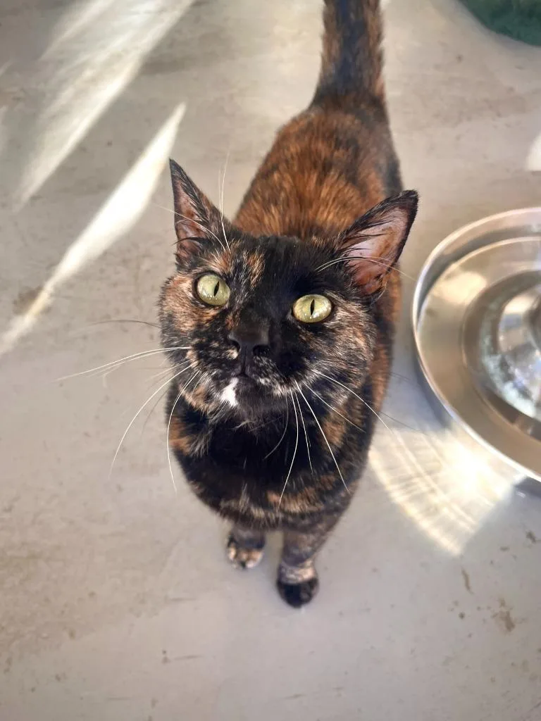 Buckaroo thumbnail 2