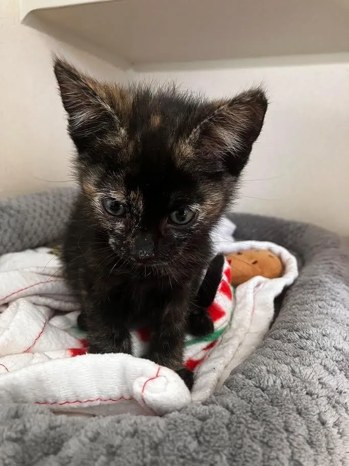 Buckaroo thumbnail 3