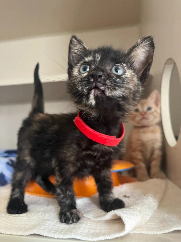 Buckaroo thumbnail 5