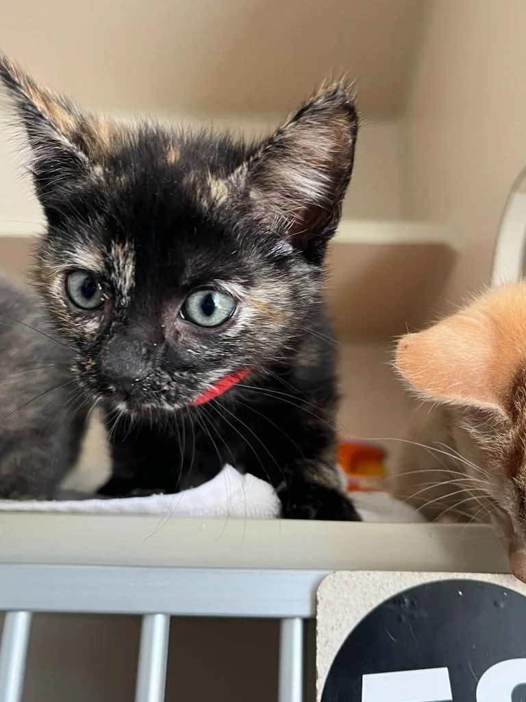 Buckaroo thumbnail 6