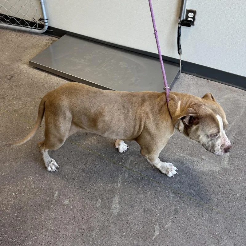 An adult large-sized female Red / Chestnut / Orange Mixed Breed dog named Venada for adoption in Las Cruces, NM