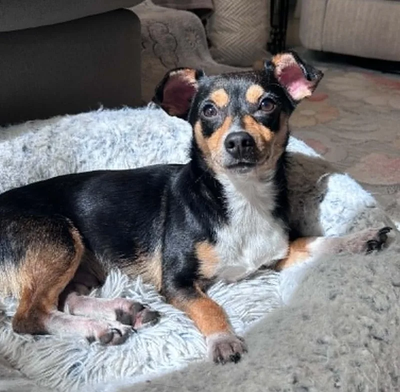 A young small-sized male Chihuahua dog named Max for adoption in Osteen, FL