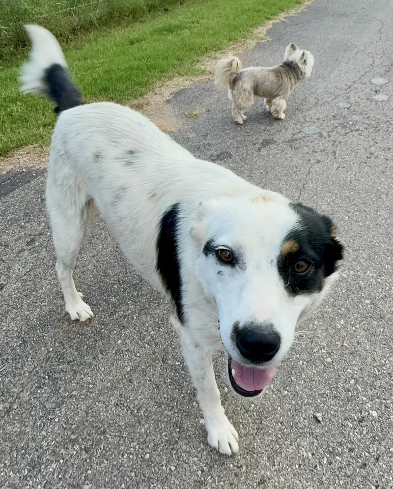 A young medium-sized female Tricolor (Brown, Black, & White) Border Collie dog named Ellie for adoption in Pelham, NH