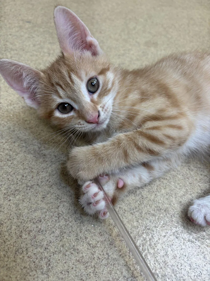 A baby medium-sized male Orange / Red Domestic Short Hair cat named Rodger for adoption in Brick, NJ