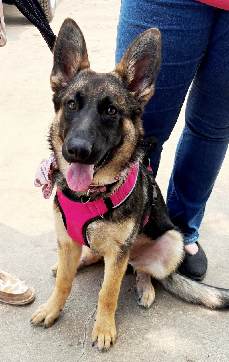A young large-sized female German Shepherd Dog dog named Junebug for adoption in Dallas, TX