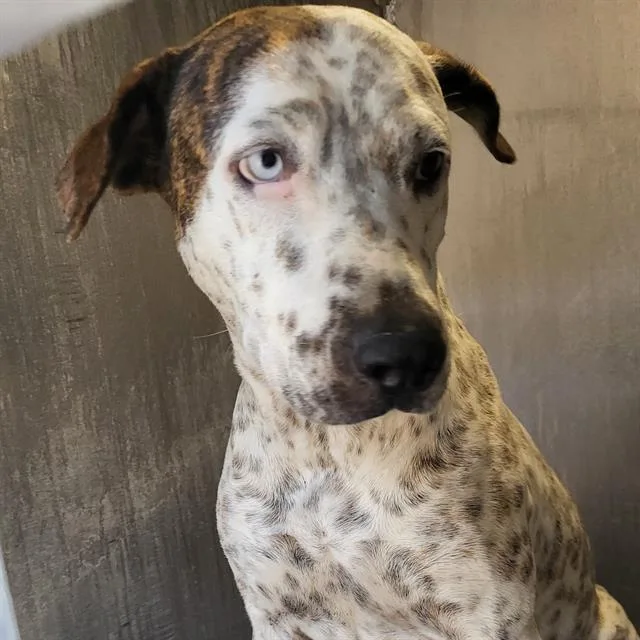 A young medium-sized female American Staffordshire Terrier dog named Necia for adoption in San Antonio, TX