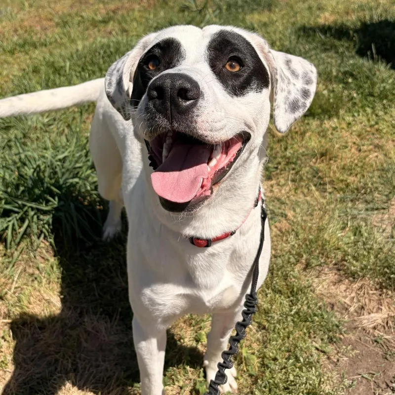 An adult large-sized male White / Cream Mixed Breed dog named Pogo for adoption in Franklin, NC