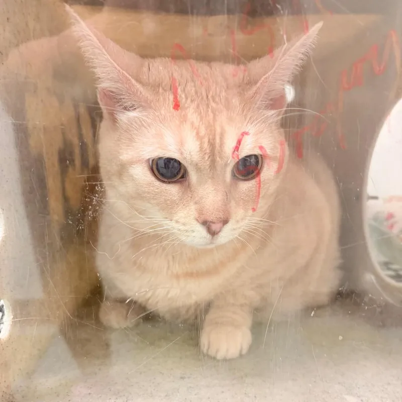 A senior small-sized female Buff / Tan / Fawn Domestic Short Hair cat named Nala for adoption in Philadelphia, PA