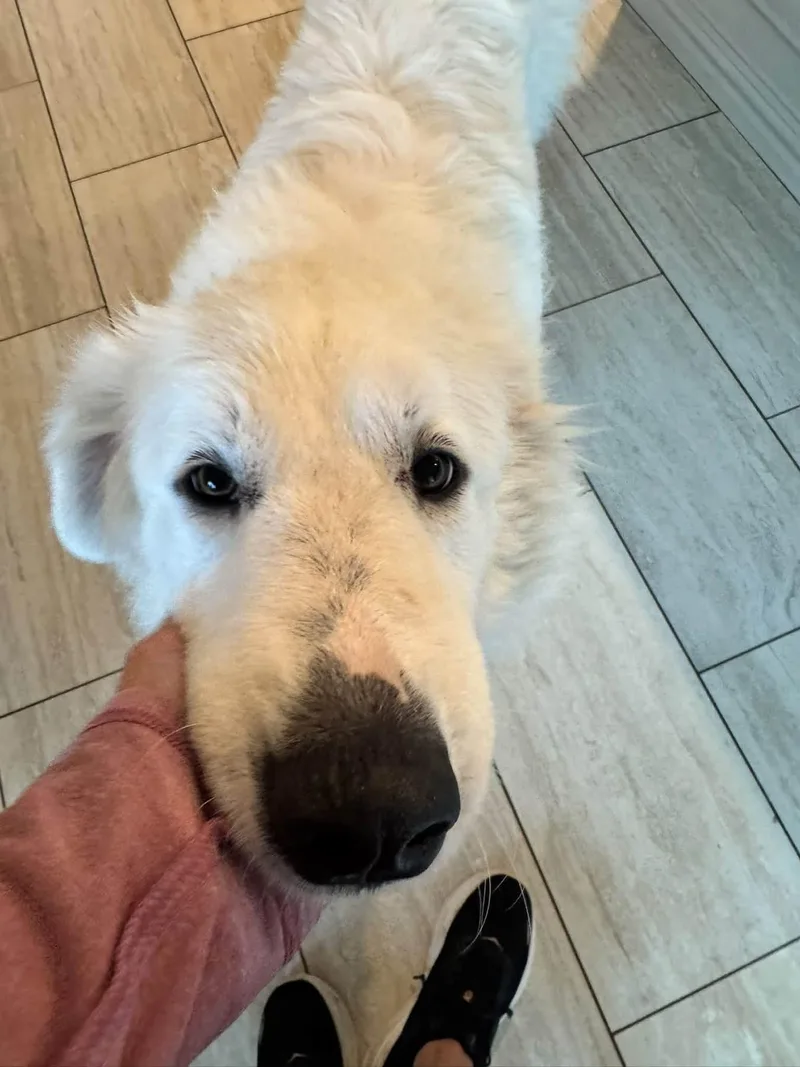 An adult medium-sized female Great Pyrenees dog named Doris for adoption in Southlake, TX