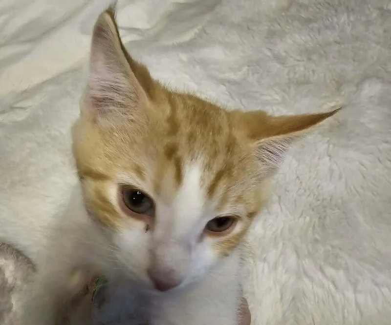 A baby small-sized female Orange & White Domestic Short Hair cat named Shiloh for adoption in Anoka, MN