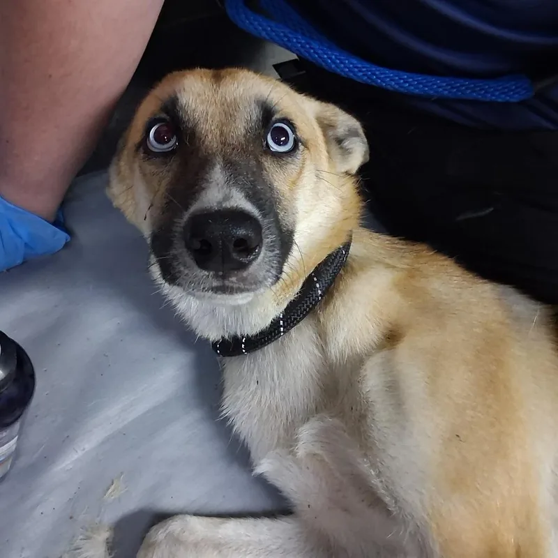 A young small-sized female White / Cream Husky dog named Princess Pointy Ears for adoption in Summerville, SC