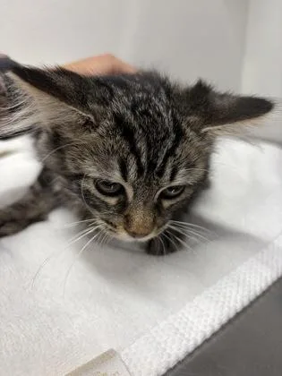 A baby medium-sized female Domestic Short Hair cat named Robyn for adoption in West Chester, PA