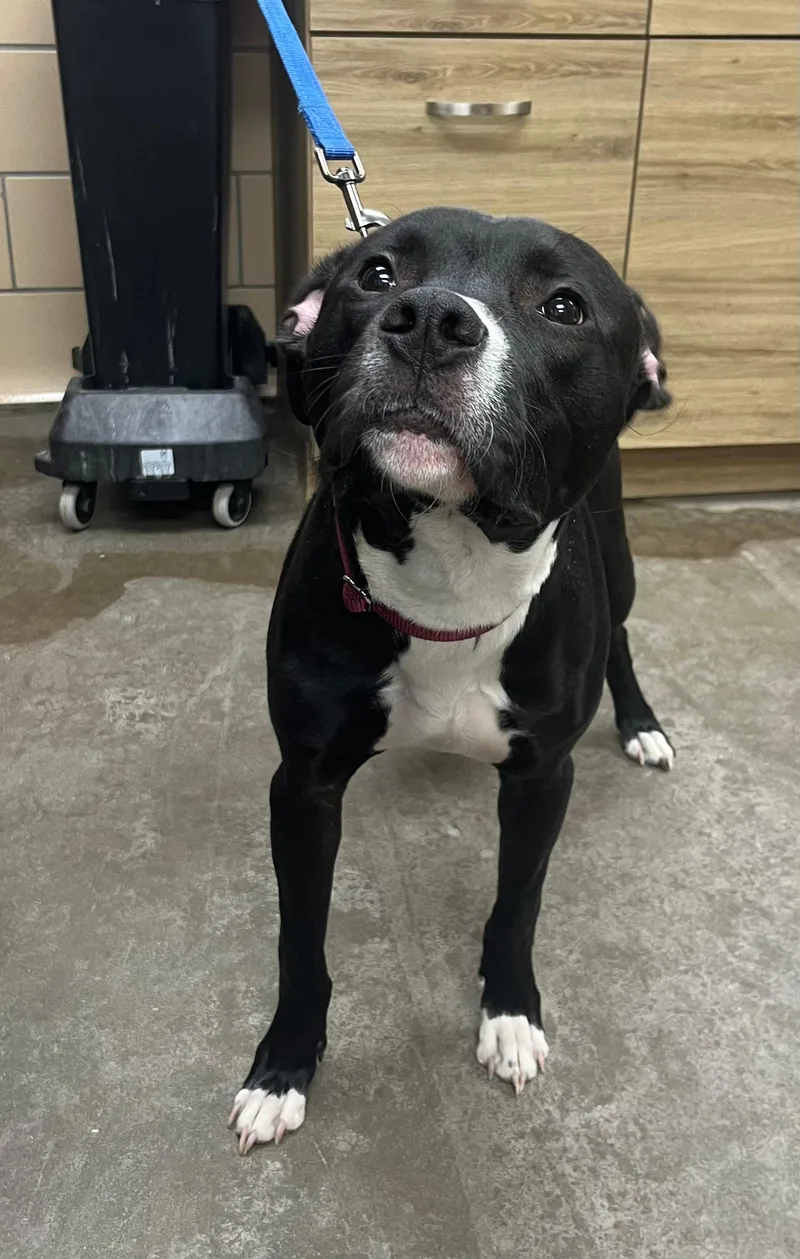 A young medium-sized male Black Pit Bull Terrier dog named Foghorn for adoption in Renfrew, PA