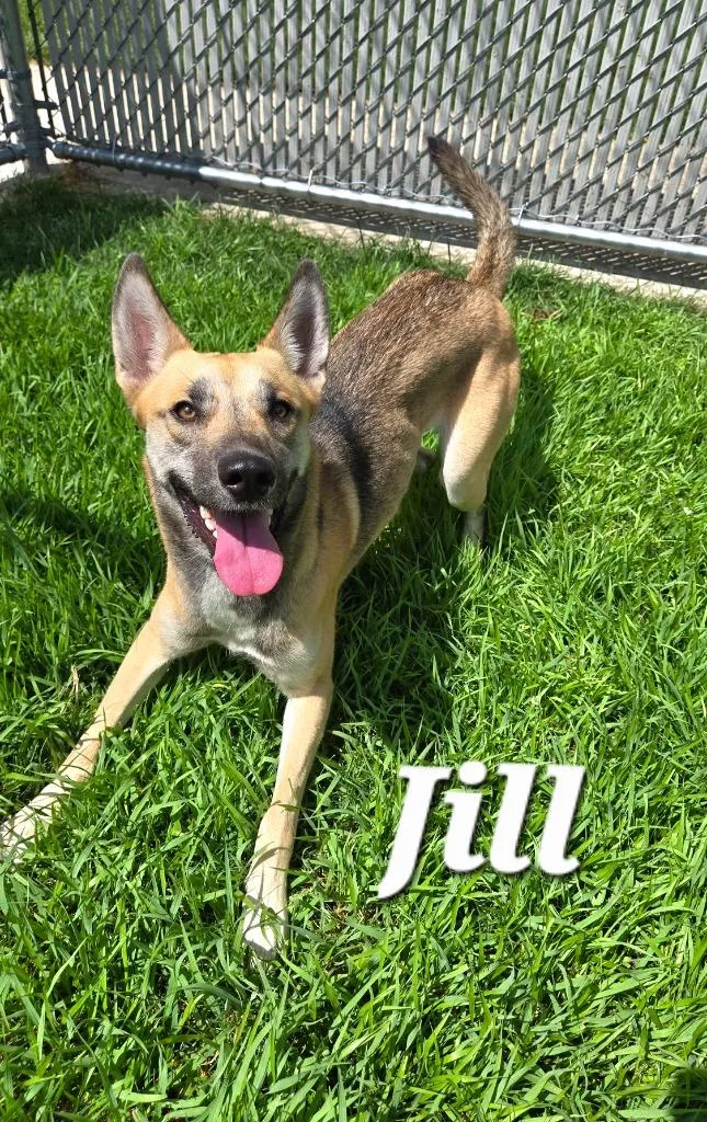 A young medium-sized female Shepherd dog named Jill Yrly for adoption in Sidney, OH