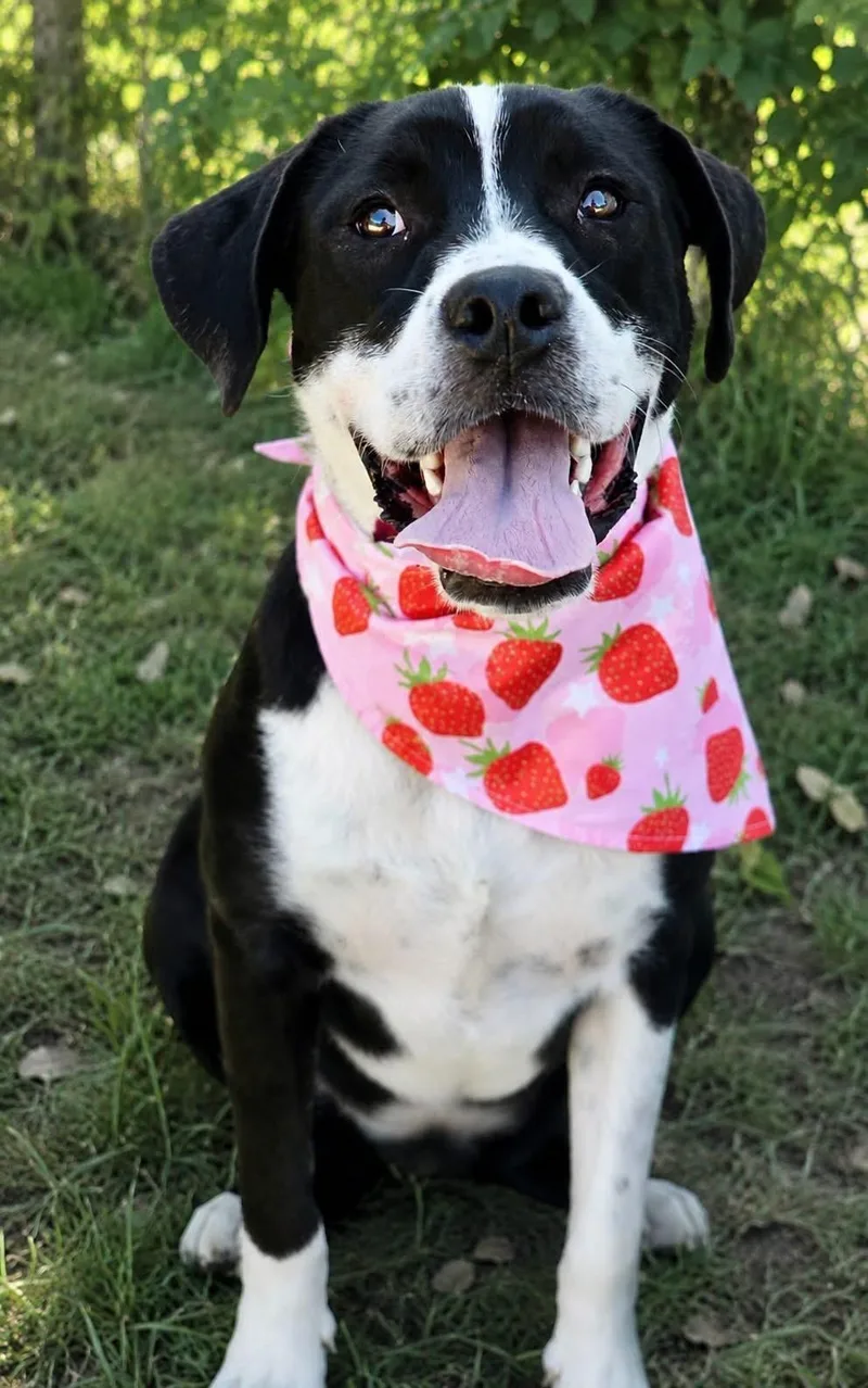 A young large-sized female Black Mixed Breed dog named Georgia for adoption in Effingham, IL