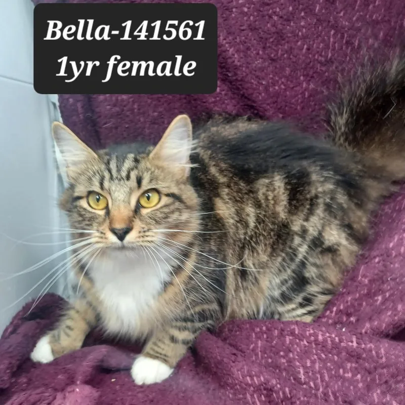 A young small-sized female Domestic Medium Hair cat named Bella for adoption in New Tazewell, TN