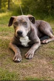 A young large-sized male American Staffordshire Terrier dog named Angel for adoption in Chatsworth, CA