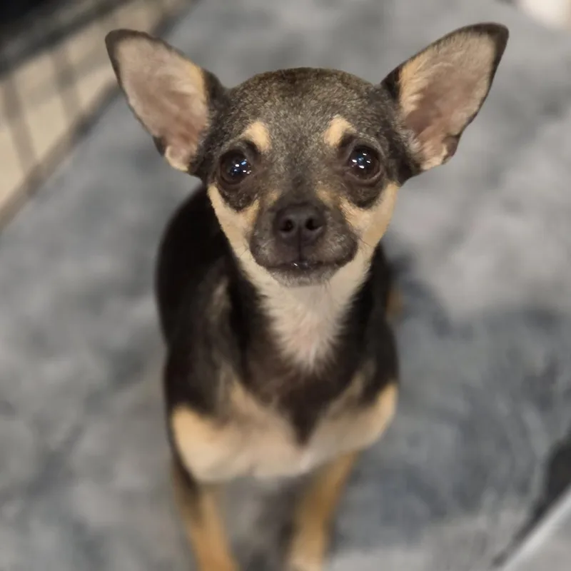 A young small-sized female Black Chihuahua dog named Dixie Darling for adoption in Redmond, WA