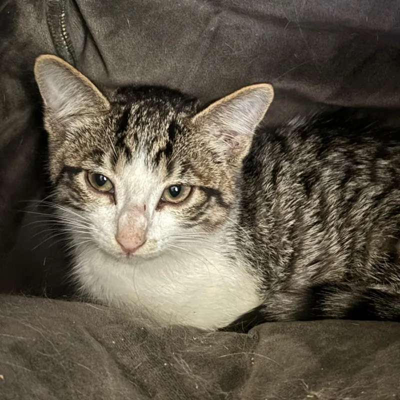 A baby small-sized male Gray / Blue / Silver Domestic Short Hair cat named Sin for adoption in Rochester, MN