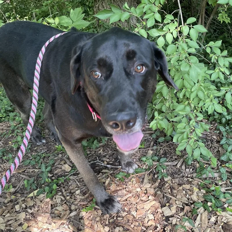 An adult large-sized female Black Labrador Retriever dog named Daisy for adoption in Edwardsville, IL