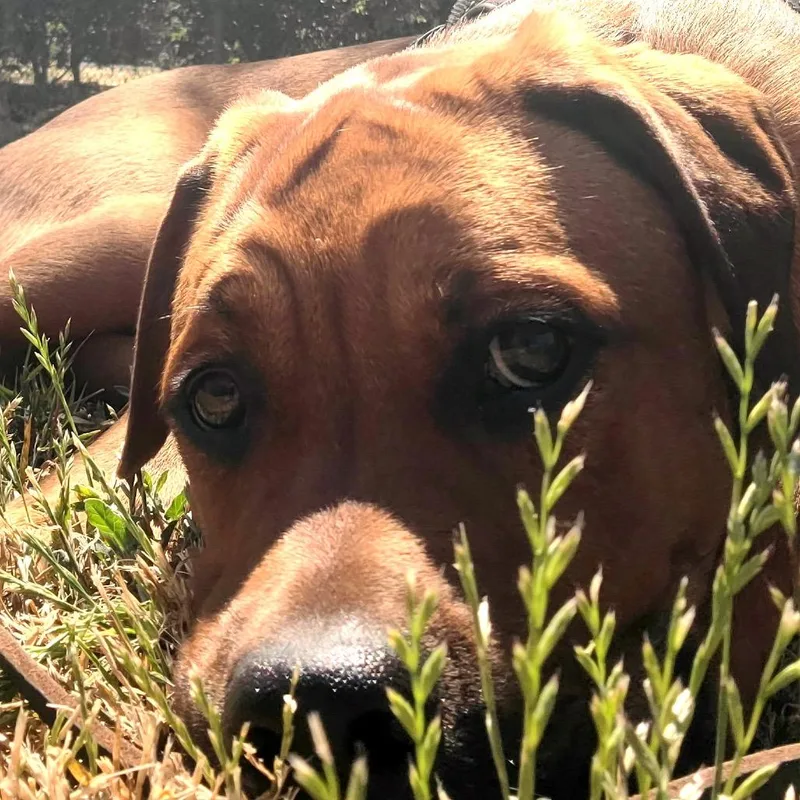 A young large-sized female Yellow / Tan / Blond / Fawn Mastiff dog named Talia for adoption in San Francisco, CA