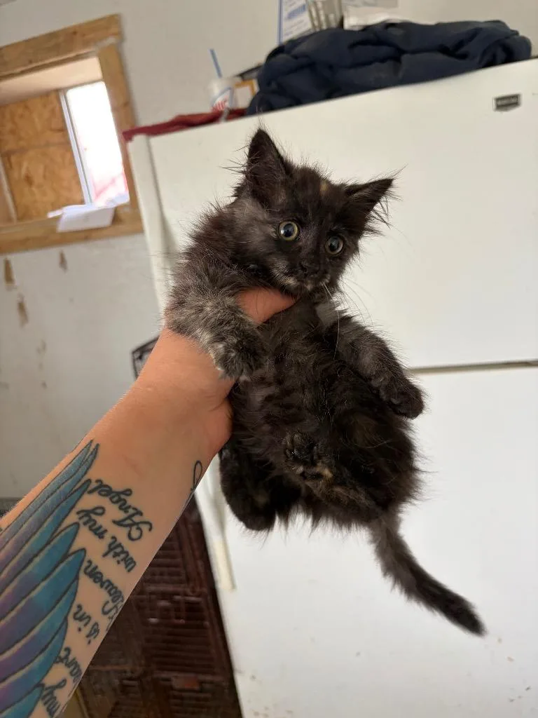 A baby small-sized female Domestic Medium Hair cat named Cecile for adoption in Brownwood, TX