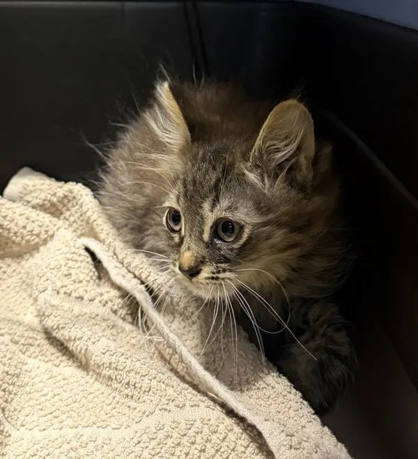 A baby small-sized male Domestic Long Hair cat named Caddy for adoption in Escondido, CA