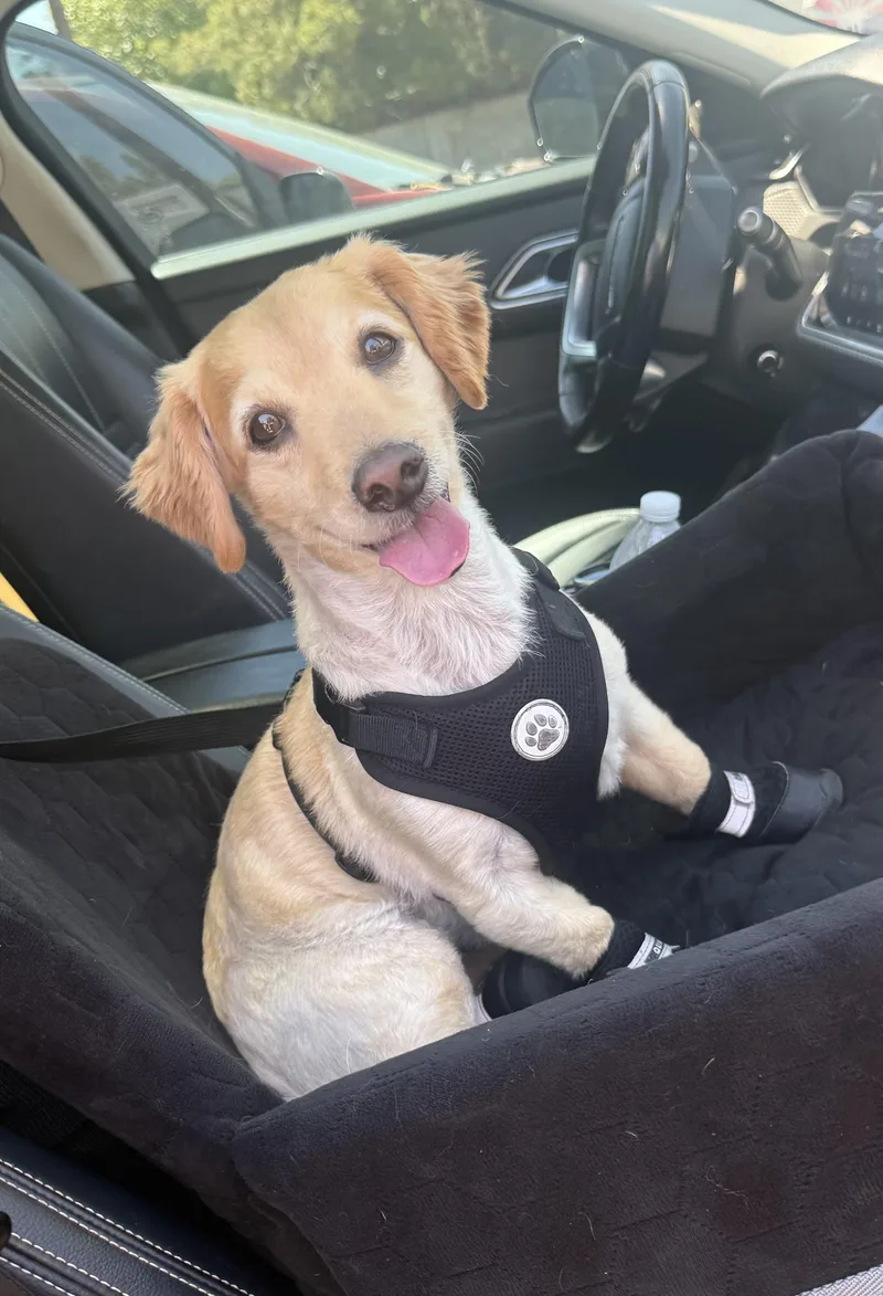 An adult small-sized male Apricot / Beige Dachshund (Long Haired) dog named Clark for adoption in Phoenix, AZ