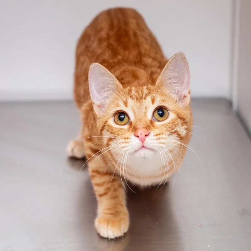 A young medium-sized male Orange / Red Domestic Short Hair cat named Sunny D for adoption in Hattiesburg, MS