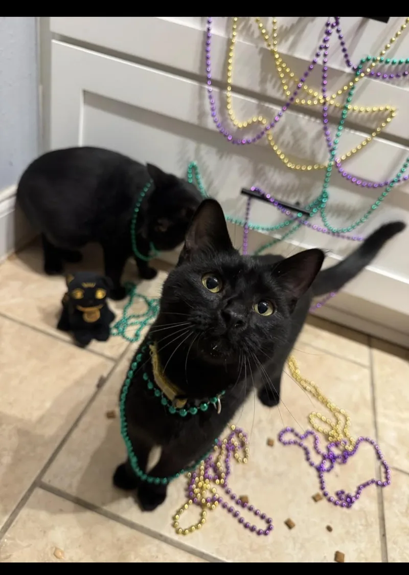 Patrick Star thumbnail 2