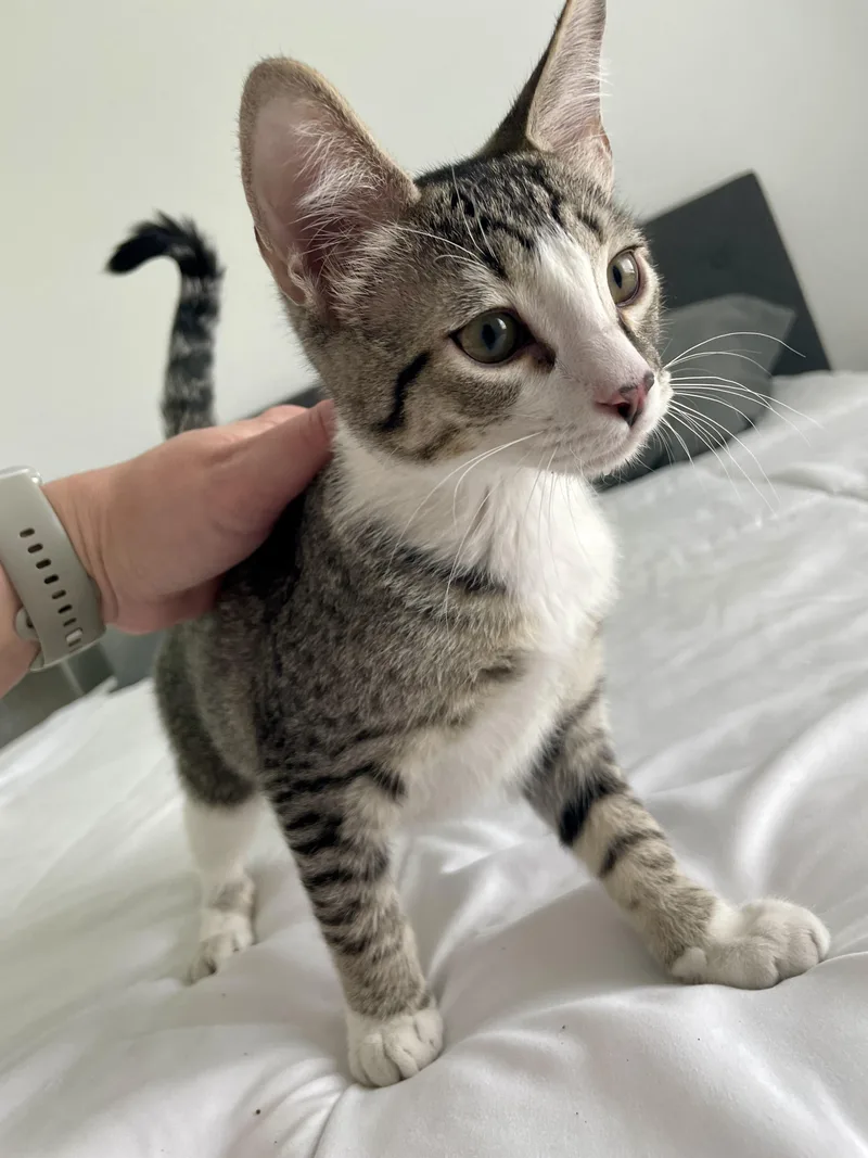 A baby medium-sized male Tabby (Brown / Chocolate) Domestic Short Hair cat named Bormio CR for adoption in Schertz, TX