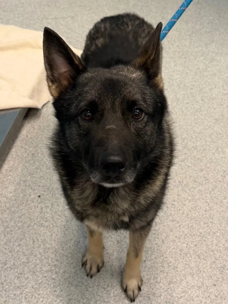 A young medium-sized male Norwegian Elkhound dog named Warlock for adoption in Frankfort, KY