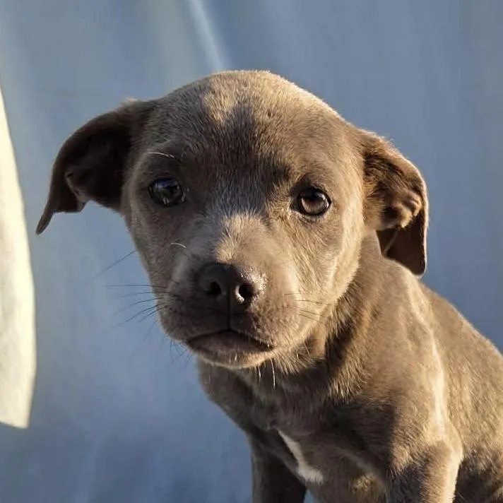 A baby medium-sized female Gray / Blue / Silver Carolina Dog dog named Grace Velvita Mm for adoption in Austin, TX