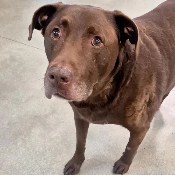 A senior large-sized male Labrador Retriever dog named Roy for adoption in Des Moines, IA