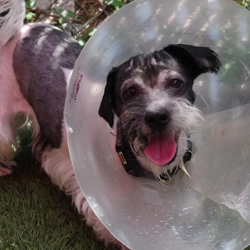 An adult small-sized male Black Shih Tzu dog named Rascal for adoption in Miami, FL