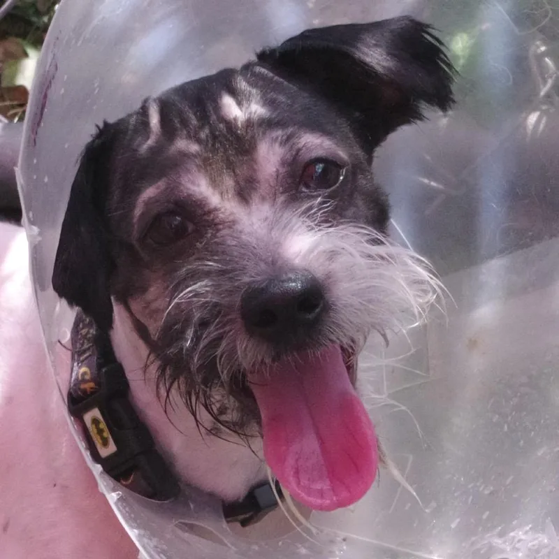 Rascal thumbnail 2